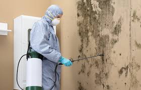 Professional Mold Removal in Csar Chvez, TX